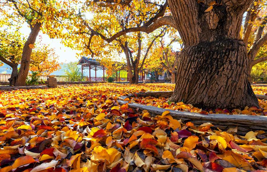 梨園秋色。張清亮攝