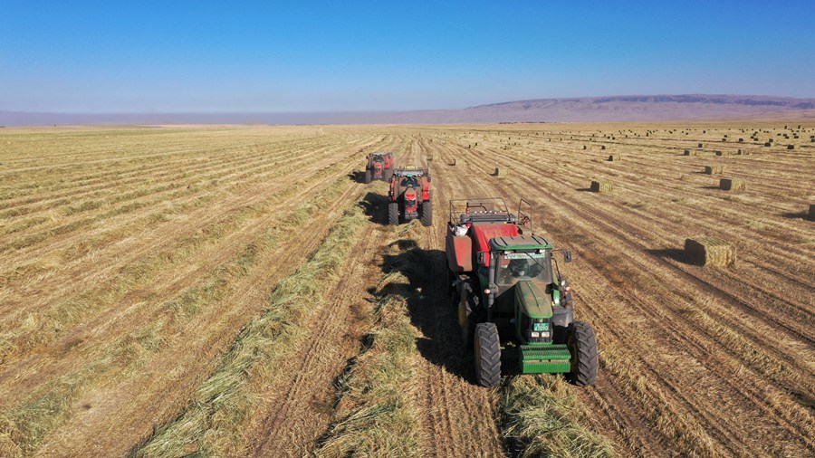 山丹馬場田間，大型機械正在進行打包、運輸等作業。王超攝
