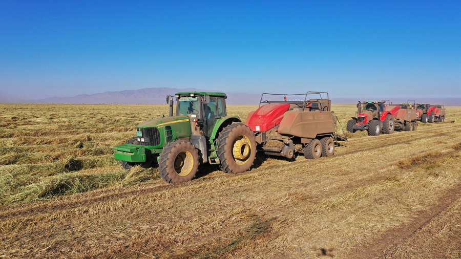 山丹馬場田間，大型機械正在進行打包、運輸等作業。王超攝