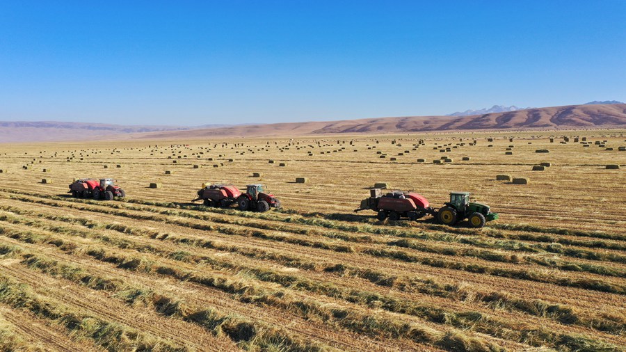 山丹馬場田間，大型機械正在進行打包、運輸等作業。王超攝