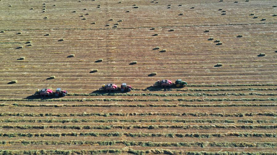 山丹馬場田間，大型機械正在進行打包、運輸等作業。王超攝