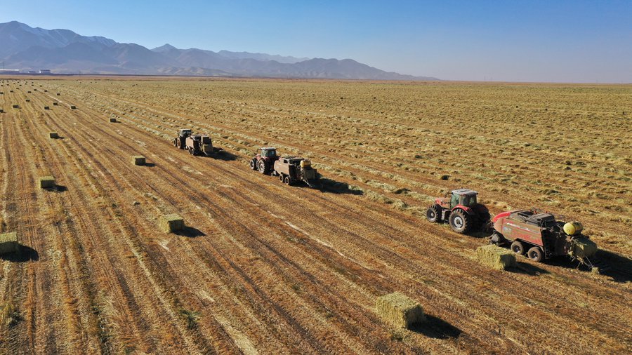 山丹馬場田間，大型機械正在進行打包、運輸等作業。王超攝