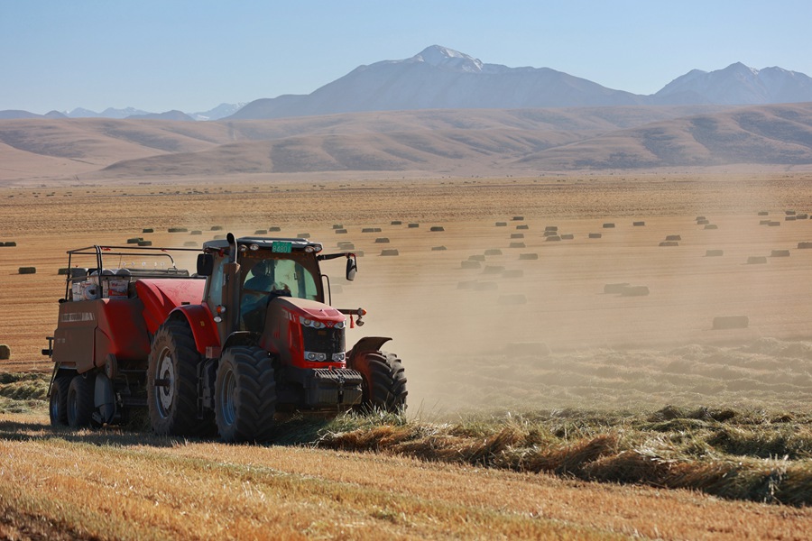 山丹馬場田間，大型機械正在進行打包、運輸等作業。王超攝