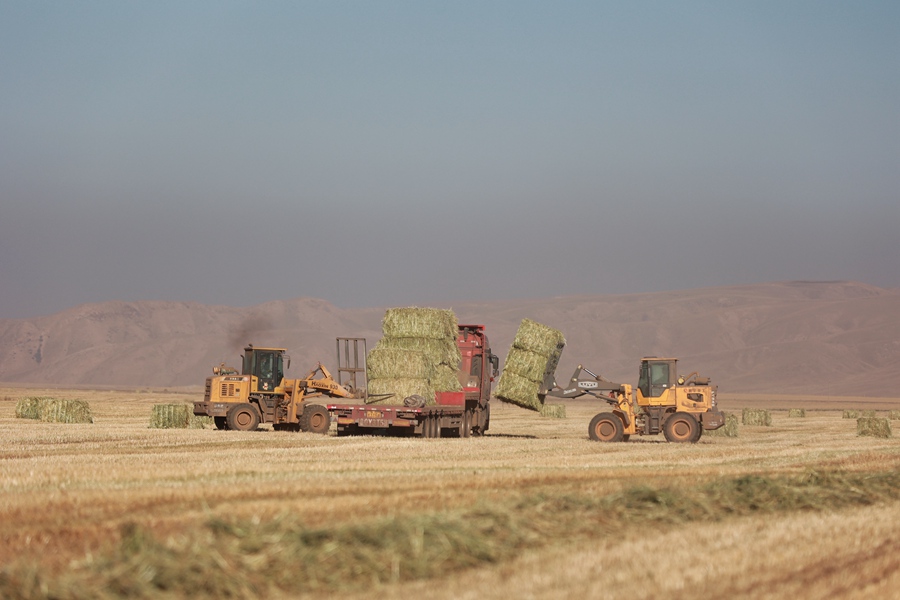山丹馬場田間，大型機械正在進行打包、運輸等作業。王超攝