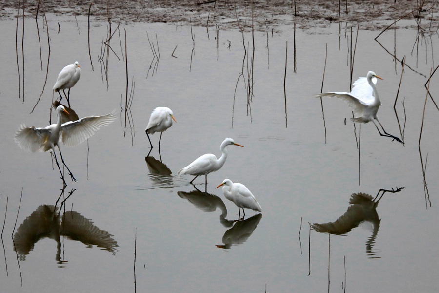 白鷺翩躚舞初冬。李富昌攝