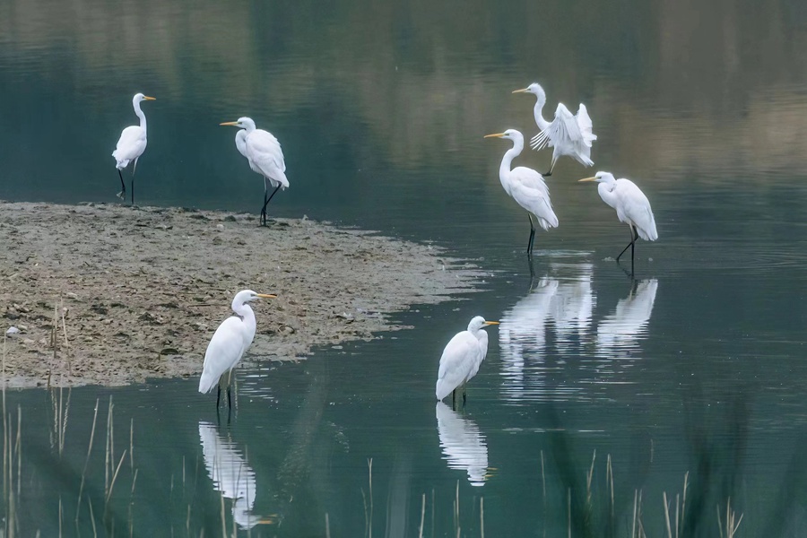 白鷺翩躚舞初冬。梁占英攝