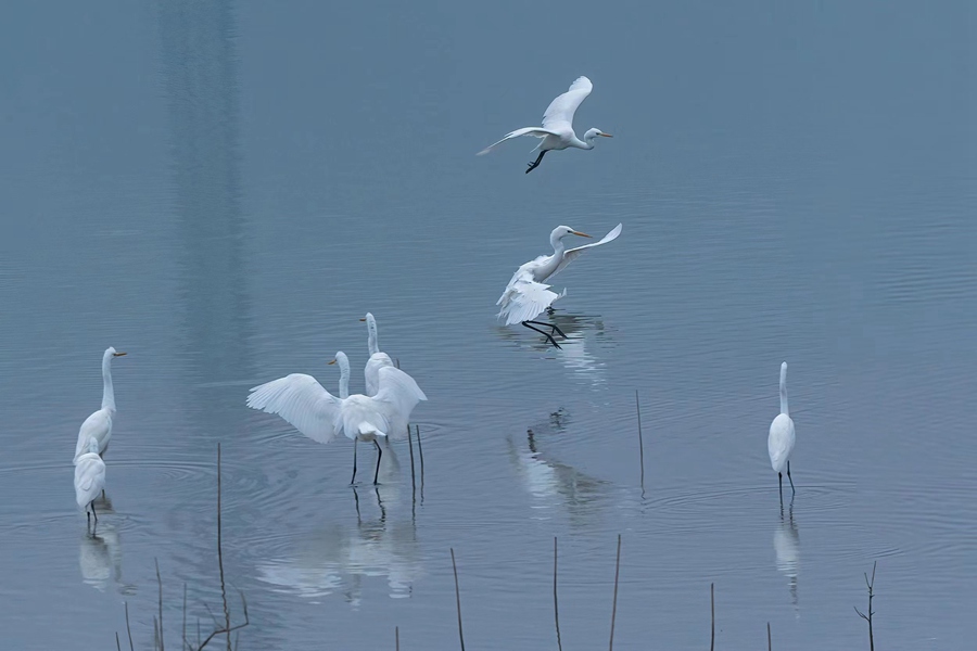 白鷺翩躚舞初冬。梁占英攝