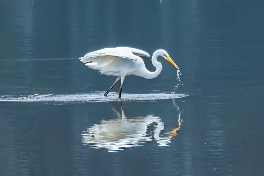 白鷺翩躚舞初冬。梁占英攝