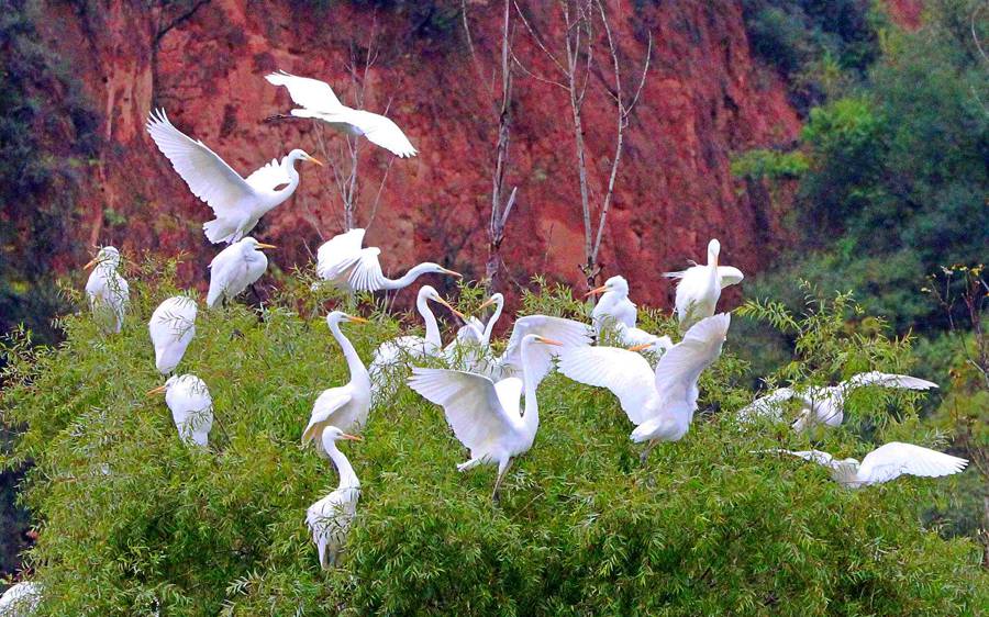 白鷺翩躚舞初冬。吳康軍攝