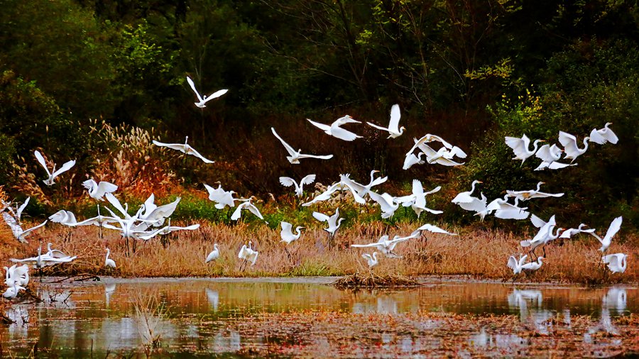 白鷺翩躚舞初冬。吳康軍攝