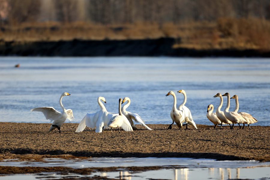 天鵝飛抵高臺縣黑河濕地嬉戲覓食、棲息越冬。尹昭霞攝