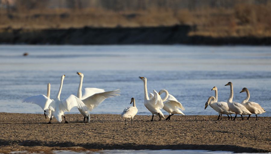 天鵝飛抵高臺縣黑河濕地嬉戲覓食、棲息越冬。尹昭霞攝