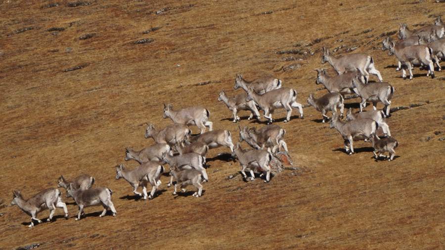 超多“精靈”！一起看祁連山下的野生動物越冬樂園。武雪峰攝