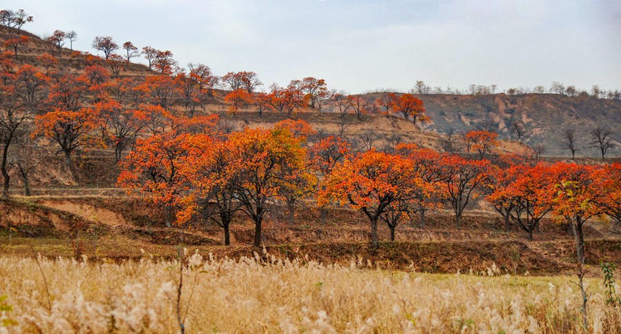 滿山杏林燦若云霞。張志平攝