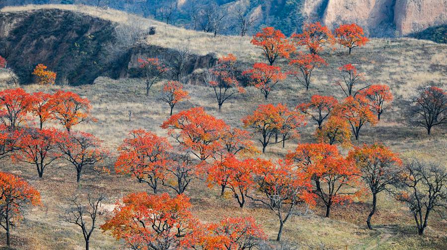 滿山杏林燦若云霞。張志平攝