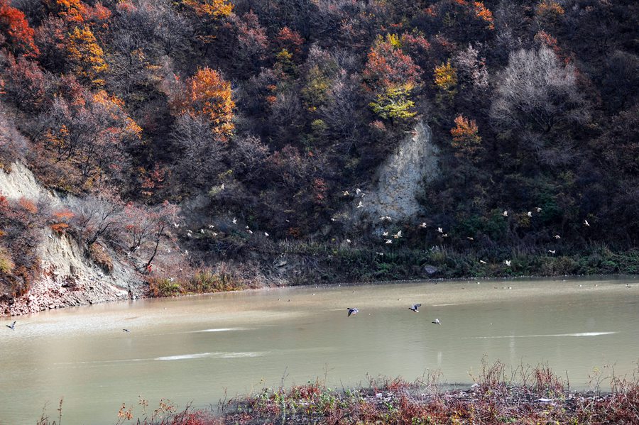 山腳下騰飛的白鷺。張志平攝