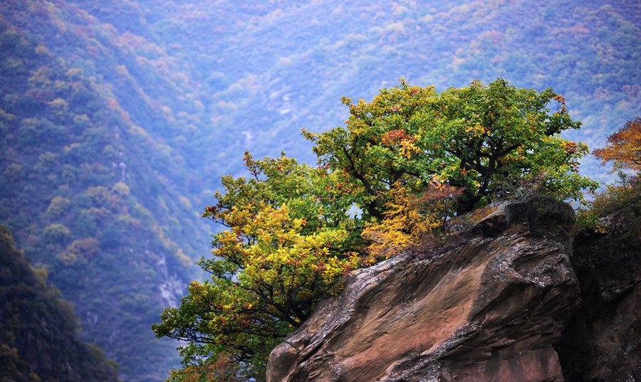絢爛多彩的五龍山。張志平攝
