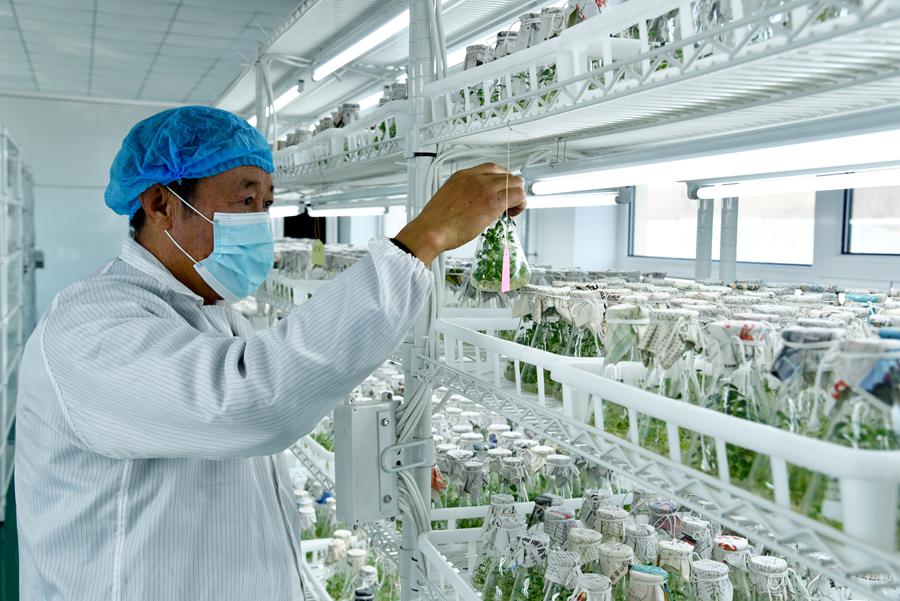 甘肅省定西市通渭縣隴陽鎮融通協作扶貧產業園內，工作人員正在育苗。張文博攝