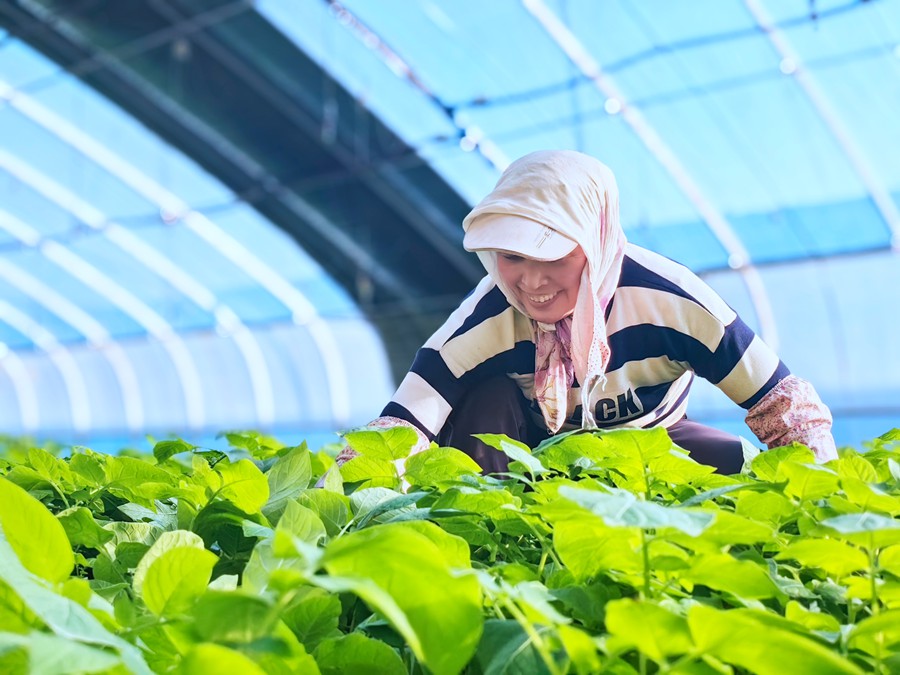 甘肅省定西市通渭縣隴陽鎮融通協作扶貧產業園日光溫室內，村民們正忙著種薯培育。張文博攝