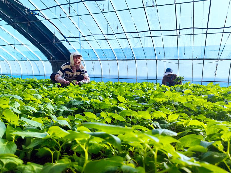 甘肅省定西市通渭縣隴陽鎮融通協作扶貧產業園日光溫室內，村民們正忙著種薯培育。張文博攝