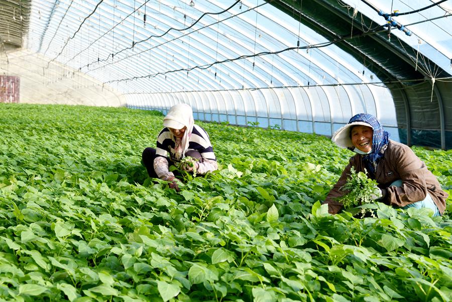 甘肅省定西市通渭縣隴陽鎮融通協作扶貧產業園日光溫室內，村民們正忙著種薯培育。張文博攝