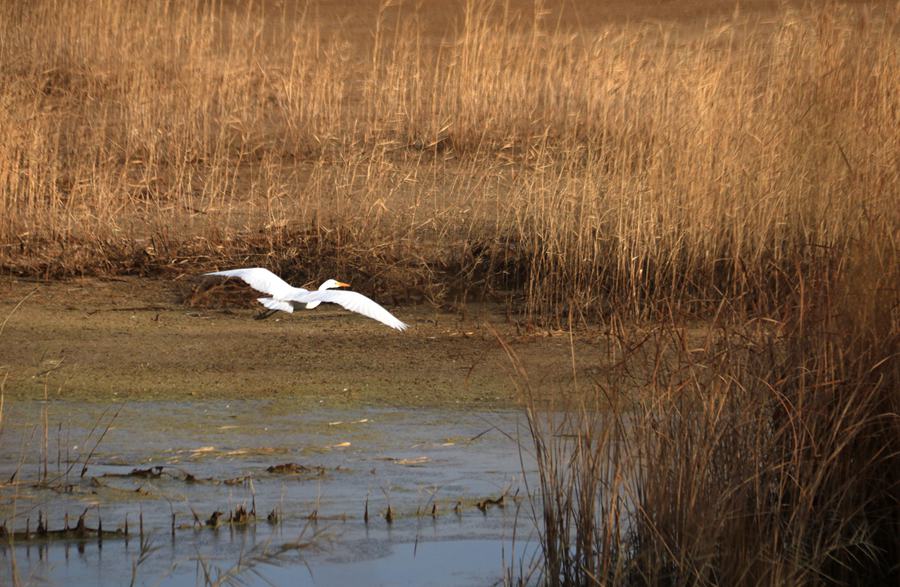 白鷺飛舞。張曉亮攝