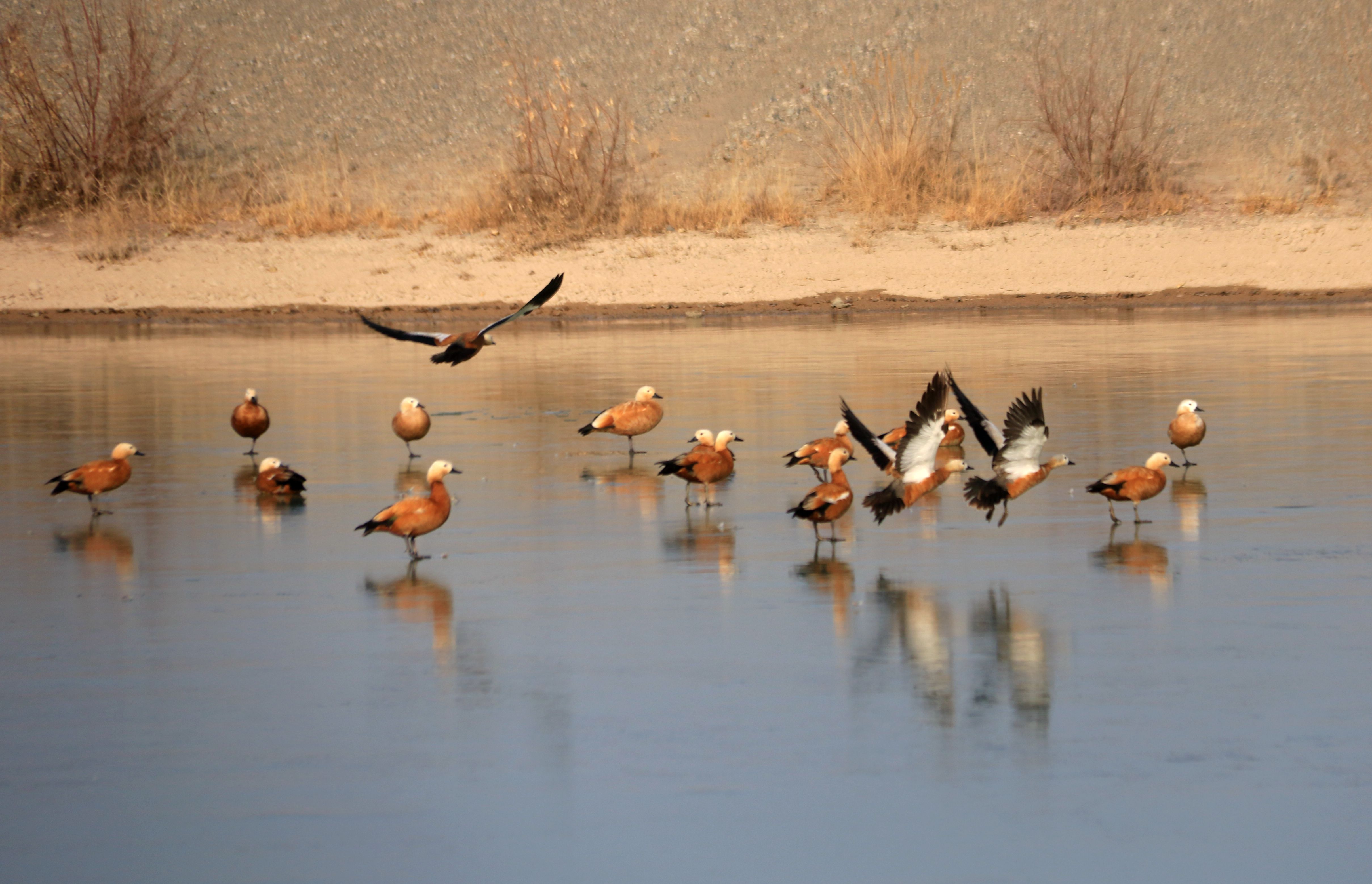 黨河濕地內的赤麻鴨。張曉亮攝