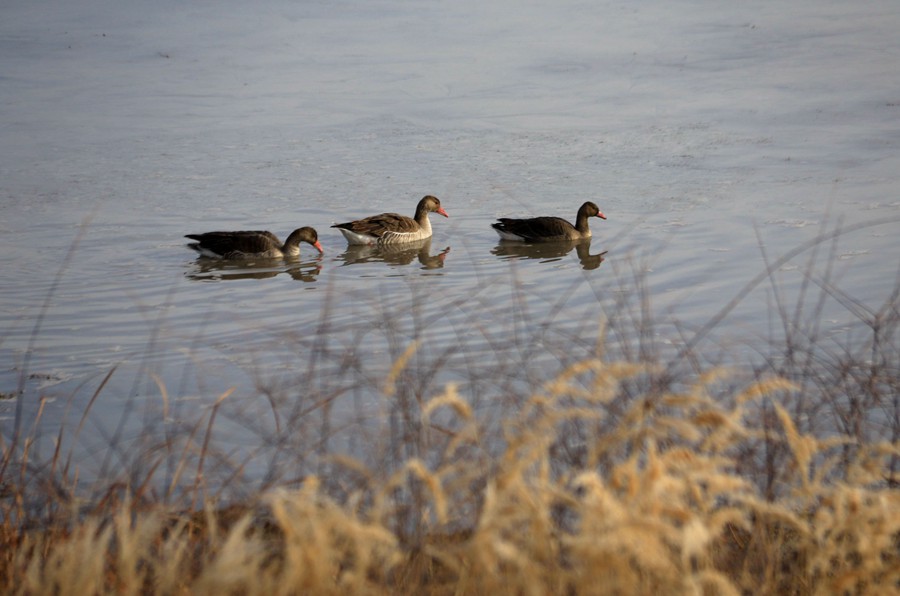 灰雁在黨河濕地休憩。張曉亮攝