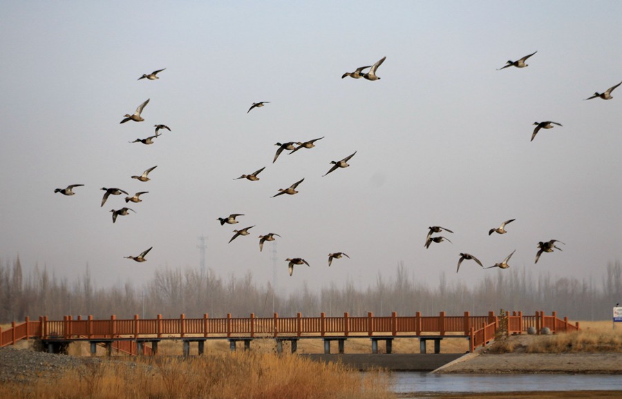 綠頭鴨在黨河濕地飛舞。張曉亮攝