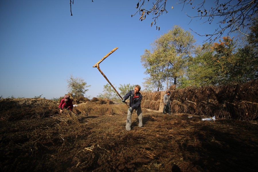 甘肅正寧3.5萬畝紫蘇喜獲豐收。馬會剛 攝