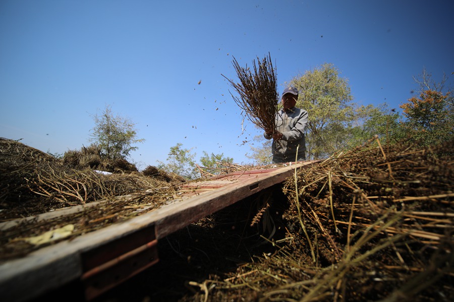 甘肅正寧3.5萬畝紫蘇喜獲豐收。馬會剛 攝