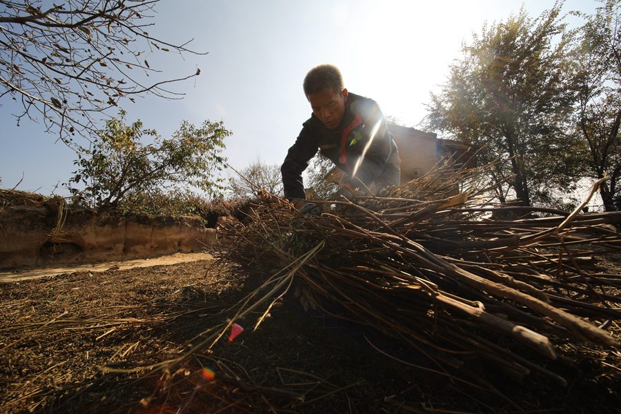 甘肅正寧3.5萬畝紫蘇喜獲豐收。馬會剛 攝