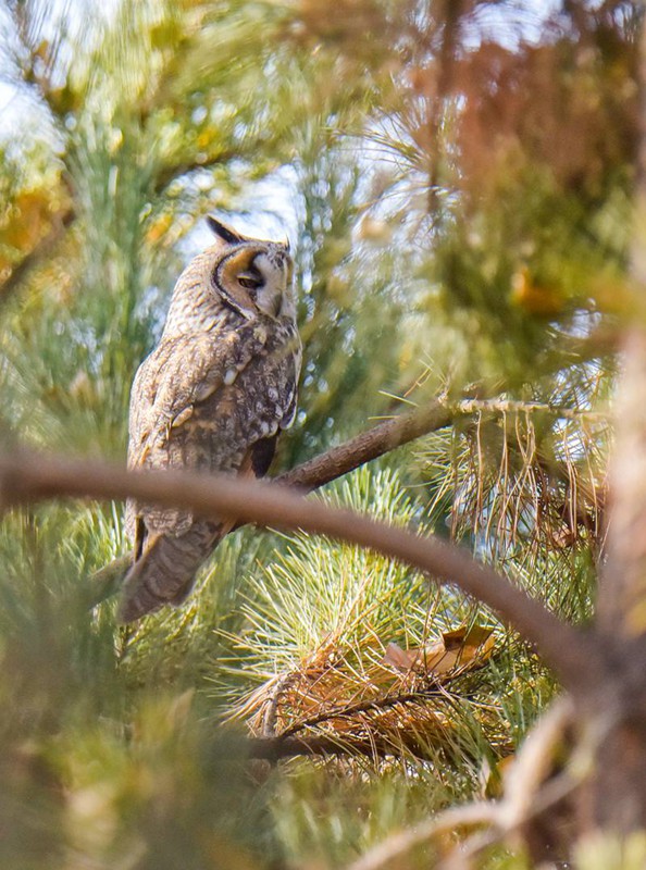 國家二級保護動物長耳鸮現身甘肅民樂。王曉涇攝