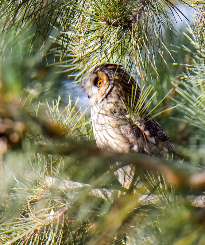 國家二級保護動物長耳鸮現身甘肅民樂。張學愛攝
