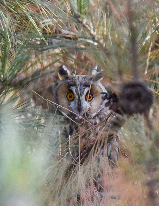 國家二級保護動物長耳鸮現身甘肅民樂。王曉涇攝