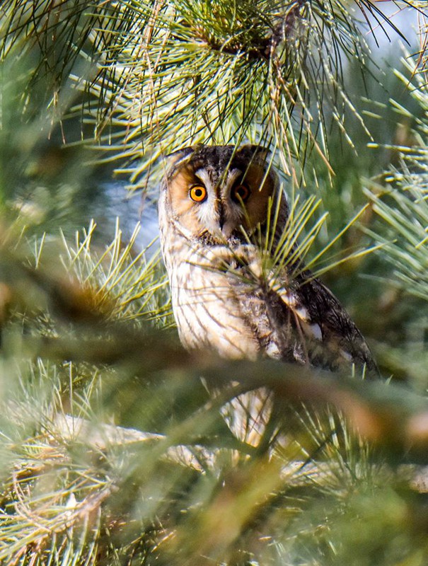 國家二級保護動物長耳鸮現身甘肅民樂。張學愛攝