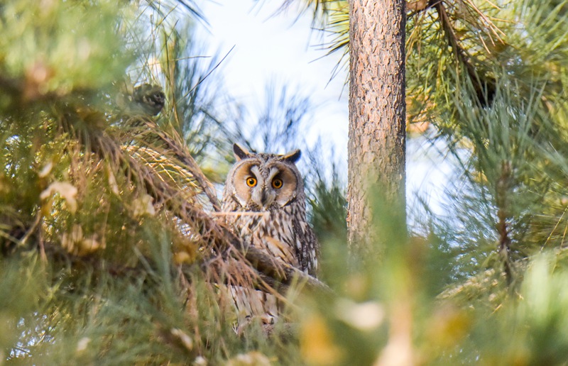 國家二級保護動物長耳鸮現身甘肅民樂。韓非攝