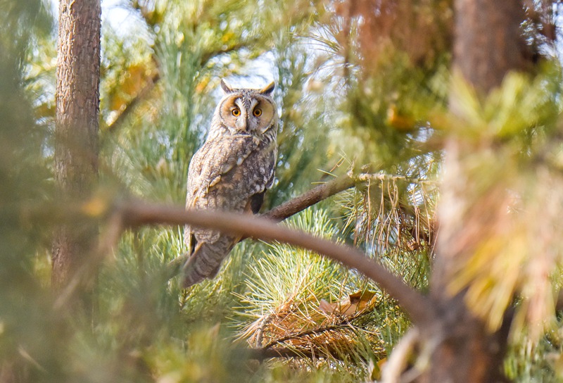 國家二級保護動物長耳鸮現身甘肅民樂。王曉涇攝