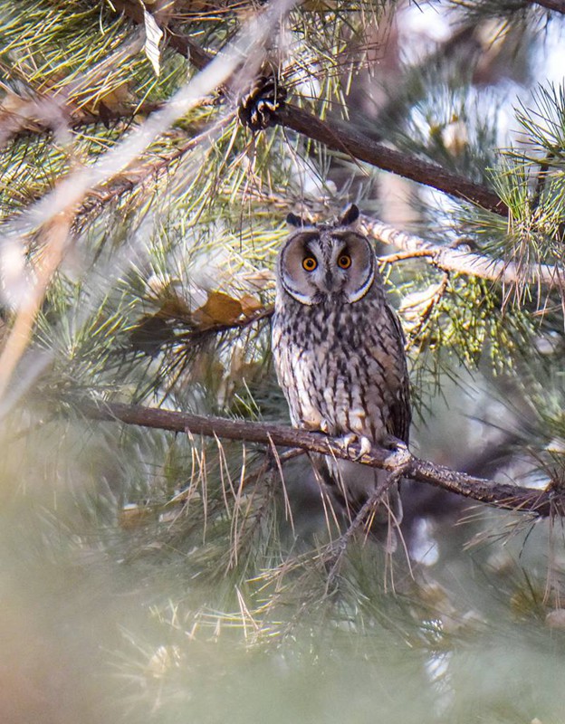 國家二級保護動物長耳鸮現身甘肅民樂。張學愛攝