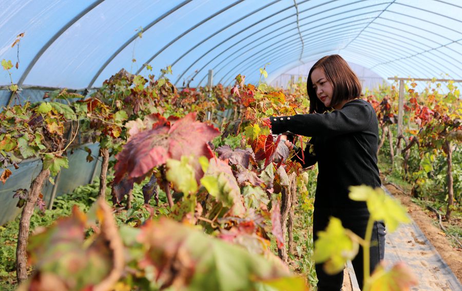 西峰區后官寨鎮司官寨村村民修剪葡萄枝葉。盤小美攝