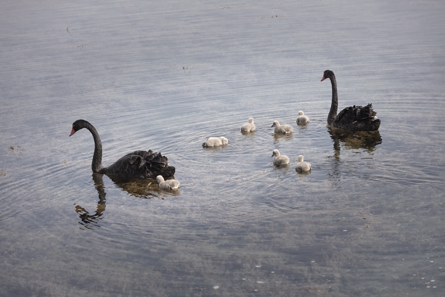 張掖國家濕地公園新添7只黑天鵝萌寶。劉符軍攝