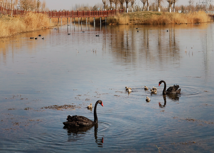 張掖國家濕地公園新添7只黑天鵝萌寶。劉符軍攝