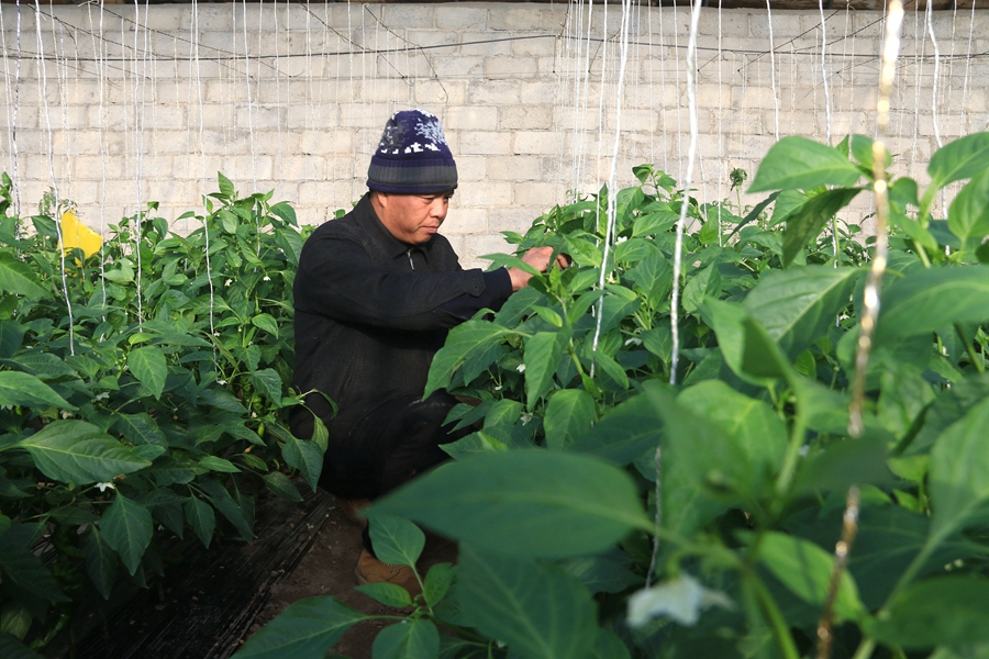 甘肅省敦煌市莫高鎮蘇家堡村農戶在溫室中忙碌。張曉亮、王佳攝