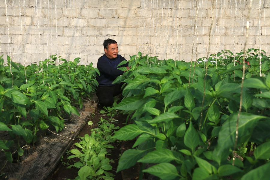甘肅省敦煌市莫高鎮蘇家堡村農戶在溫室中忙碌。張曉亮、王佳攝