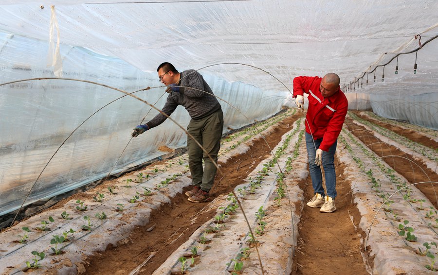 慶陽市老石橋種養殖農民專業合作社社員安裝鋼架。盤小美攝
