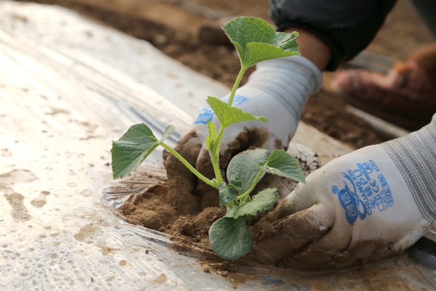 慶陽市老石橋種養殖農民專業合作社社員定植甜瓜苗。盤小美攝