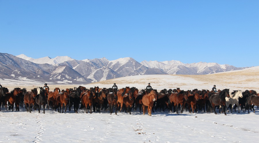 成群的駿馬馳騁在茫茫雪原。王超攝