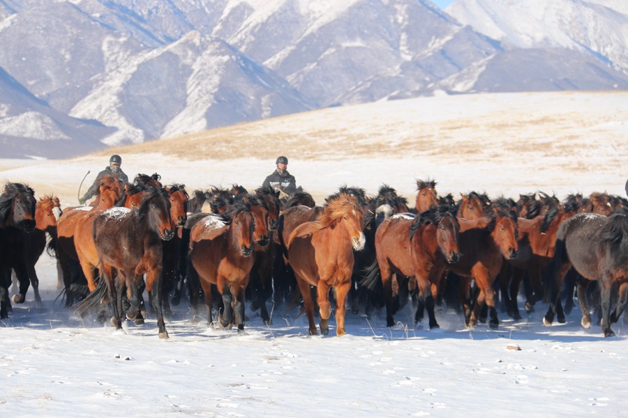 成群的駿馬馳騁在茫茫雪原。王超攝