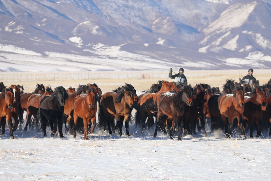 成群的駿馬馳騁在茫茫雪原。王超攝