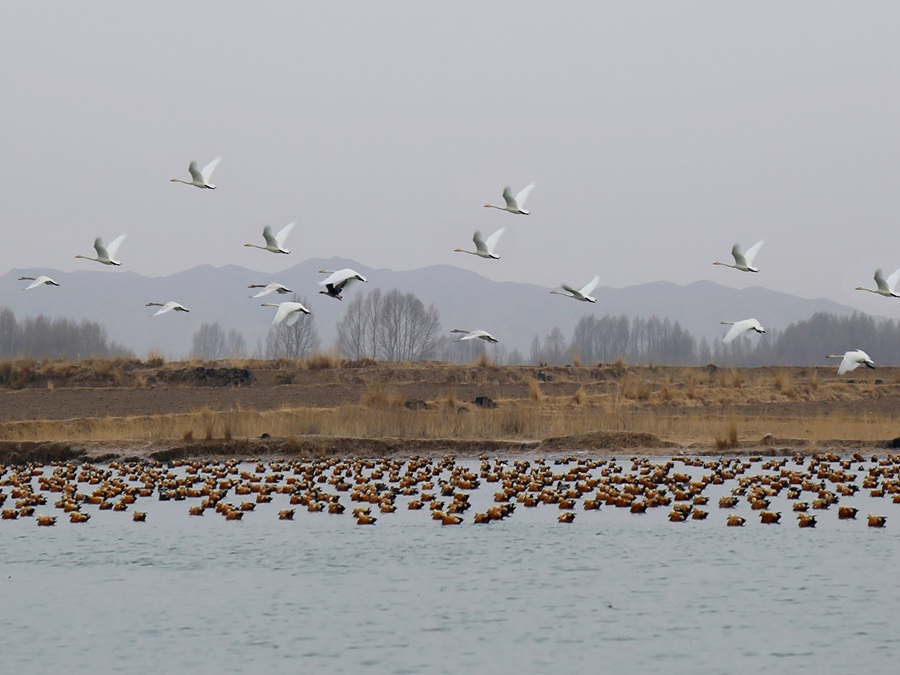永昌老人頭水庫群鳥飛翔。張銘功攝